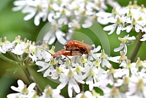 Two red soldiers on a common Hogweed.