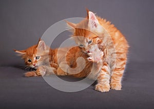 Two red solid maine coon kitten. One of them is biting the clawing on the paw on grey background. Closeup portrait