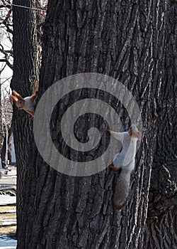 Two Red Squirrels chasing each other on a tree trunk