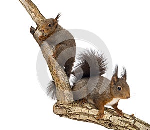 Two Red squirrels climbing on a branch, isolated