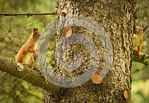 Two red squirrels playing around a tree