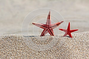 Two red starfishes in sand on beach