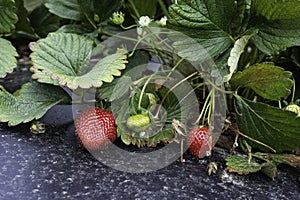 Two red strawberries on plant close up