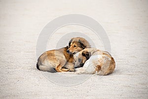 Two red stray dogs lie on the sand and bask in each other. Love pets. The problem of homeless animals