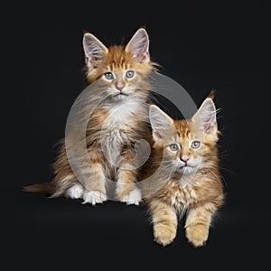 Two red tabby with white Maine Coon cats