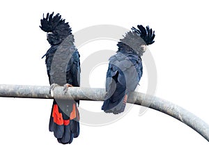 Two Red Tailed Black Cockatoos perched on a lamppost