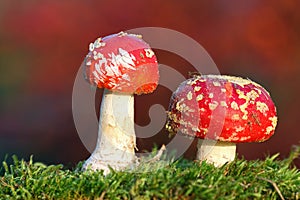 Two red toadstools
