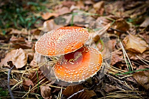 Two red toadstools