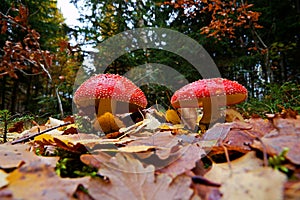 Two red toadstools