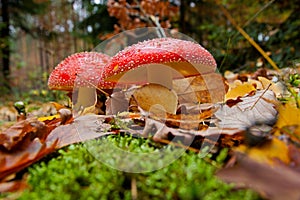 Two red toadstools