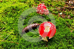 Two red toadstools