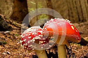 Two red toadstools