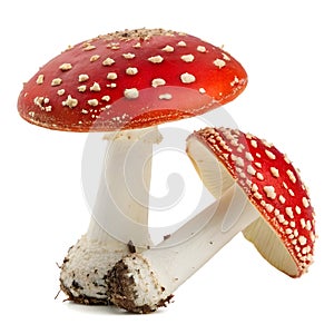Two Red Toadstools