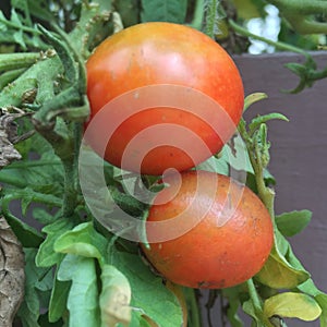 Two red tomatoes on the garden