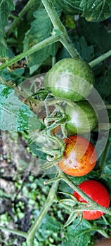 two red tomatoes ready for harvest and two still green tomatoes