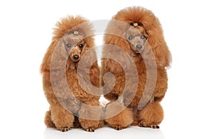 Two red toy poodle on white background