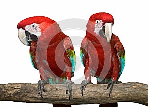 Two red tropical wild parrot.