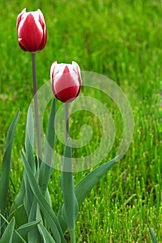 Two red tulip flowers