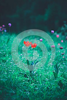 Two red tulip flowers among green grass