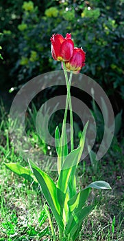 Two red tulips entwined on green blurred background.