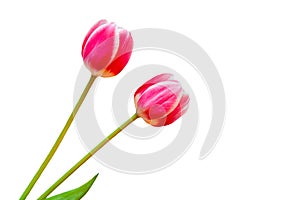 Two red tulips isolated