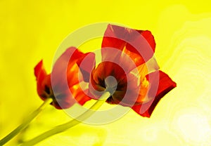 Two red tulips on isolated yellow background