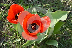 Two red tulips top view photo