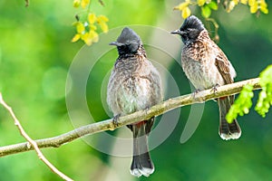 Two Red-vented bulbuls