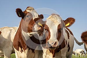 Two red and white cows nuzzle, side by side, abreast standing