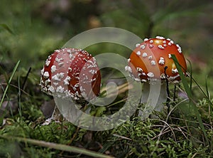 Two red-and-white fly agarics