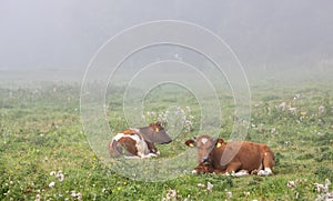 two red and white spotted calves recline in meadow with flowers