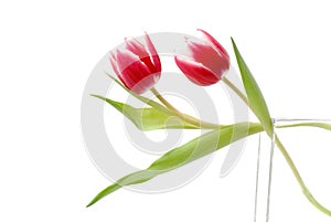 TWO RED - WHITE TULIPS