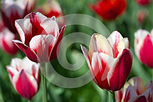 Two red and white tulips on sunny spring day, selective focus