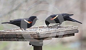 Two Red-winged Blackbirds