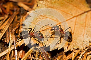 Two Red wood ants