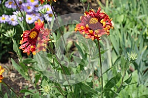 Two red and yellow pinwheel blooms of blanket flowers in June