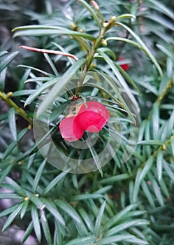 Two Red Yew Berries - Taxus baccata.