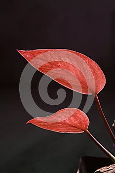 Two red zen leaves in team