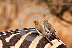 Two redbilled oxpeckers