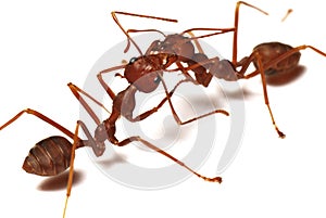 Two red ants communicating photo