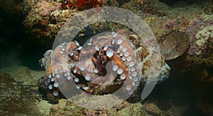 two reef or day octopuses fighting with their suckers and tentacles after mating in the coral reefs of watamu marine park, kenya