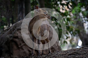 Two reeveÂ´s muntjac in a forest