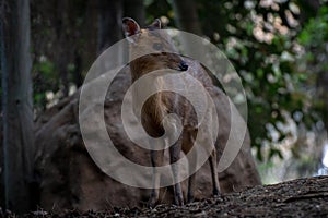 Two reeveÂ´s muntjac in a forest