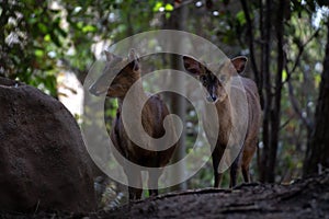 Two reeveÂ´s muntjac in a forest