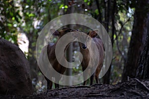Two reeveÂ´s muntjac in a forest