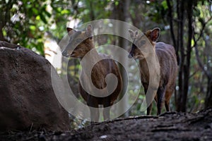 Two reeveÂ´s muntjac in a forest