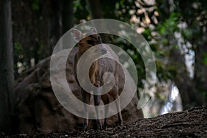 Two reeveÂ´s muntjac in a forest