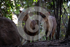 Two reeveÂ´s muntjac in a forest