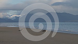 Two rehabilitated seals returning to the wild