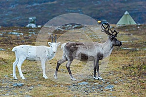 Two Reindeer brown and white